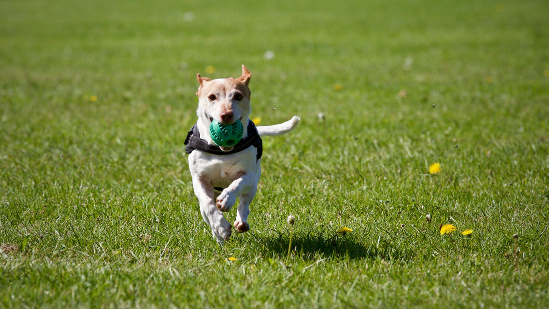 The Best Absorbent Dog Pads for Night-Time and Apartment Living