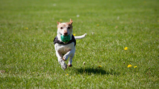 The Best Absorbent Dog Pads for Night-Time and Apartment Living